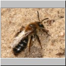 Andrena barbilabris - Sandbiene w09 11mm.jpg